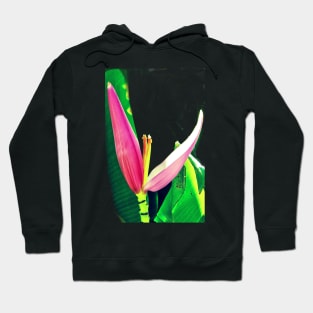 Banana Flower (Musa velutina) Hoodie